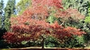 Especially in the fall, the American red oak, the 2025 Tree of the Year, is a real feast for the eyes