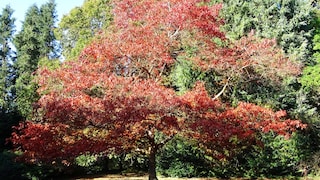 Especially in the fall, the American red oak, the 2025 Tree of the Year, is a real feast for the eyes