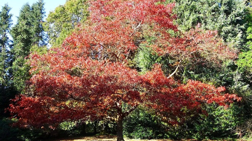 Especially in the fall, the American red oak, the 2025 Tree of the Year, is a real feast for the eyes