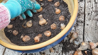 Autumn is the time to put the bulbs in the ground for the coming season