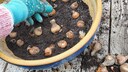 Autumn is the time to put the bulbs in the ground for the coming season