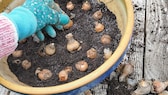 Autumn is the time to put the bulbs in the ground for the coming season