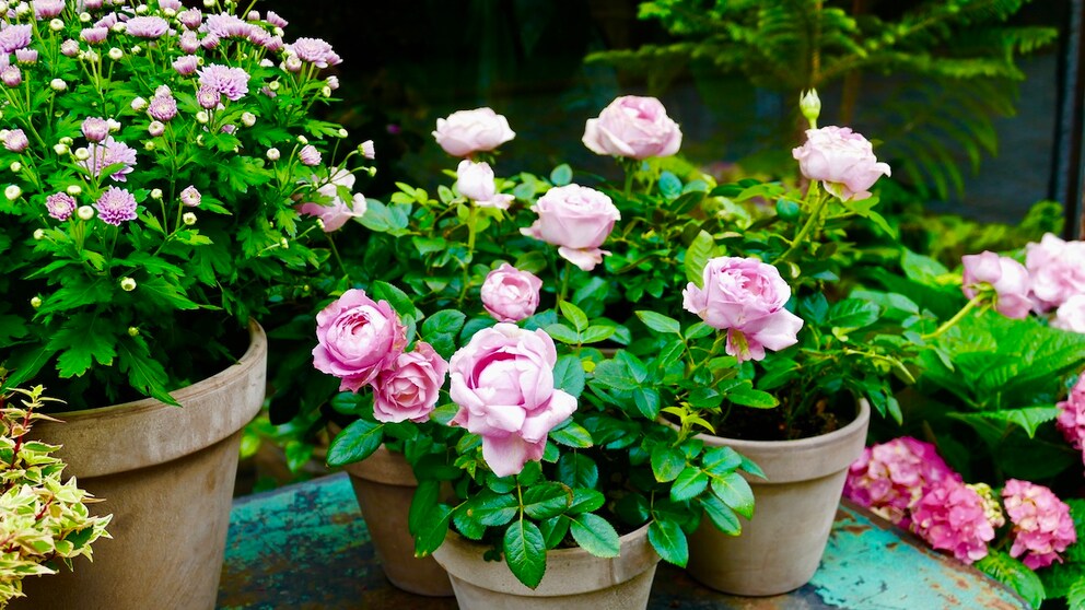 English roses are generally considered hardy. However, you should not do without a protective garden fleece