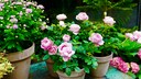 English roses are generally considered hardy. However, you should not do without a protective garden fleece