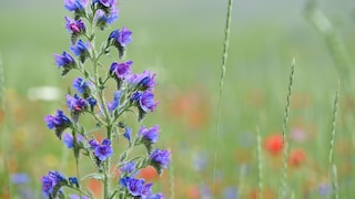 Common viper's bugloss