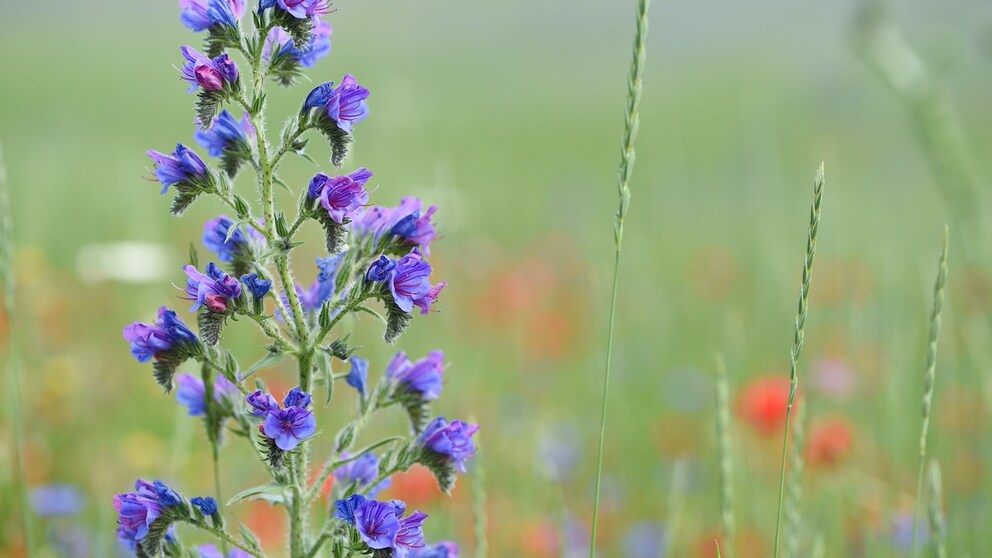 Common viper's bugloss