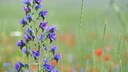 Common viper's bugloss