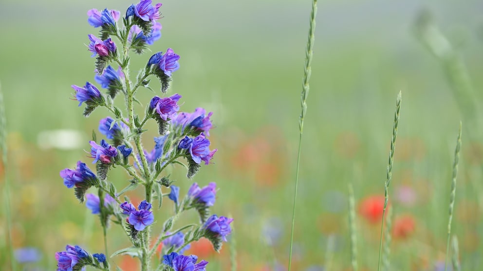 Common viper's bugloss