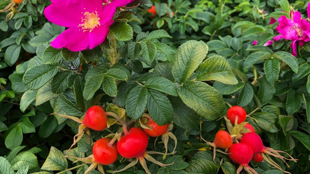 The potato rose has many positive properties, but there are a few things you should know about this plant before you plant it