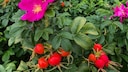 The potato rose has many positive properties, but there are a few things you should know about this plant before you plant it