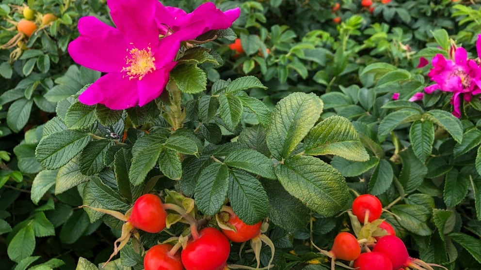 The potato rose has many positive properties, but there are a few things you should know about this plant before you plant it