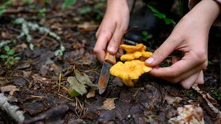 The best way to harvest mushrooms is to carefully cut them with a knife to avoid damaging the mycelium in the soil.