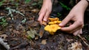 The best way to harvest mushrooms is to carefully cut them with a knife to avoid damaging the mycelium in the soil.