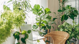 To ensure that houseplants grow well all year round, they should be supplied with sufficient nutrients