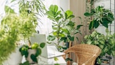 To ensure that houseplants grow well all year round, they should be supplied with sufficient nutrients