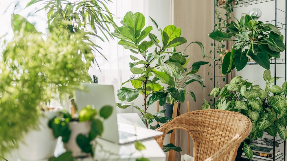 To ensure that houseplants grow well all year round, they should be supplied with sufficient nutrients