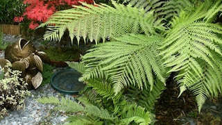 Tree fern (Dicksonia)