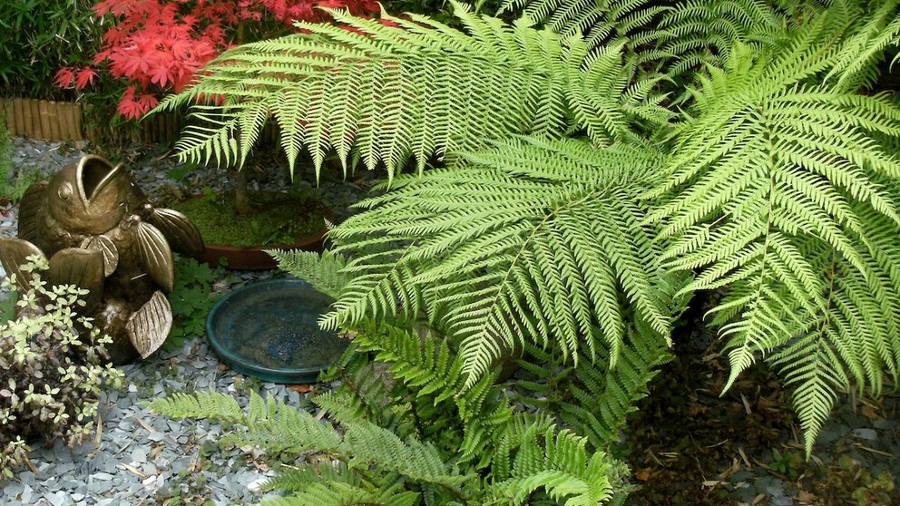 Tree fern (Dicksonia)