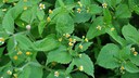 Frenchweed