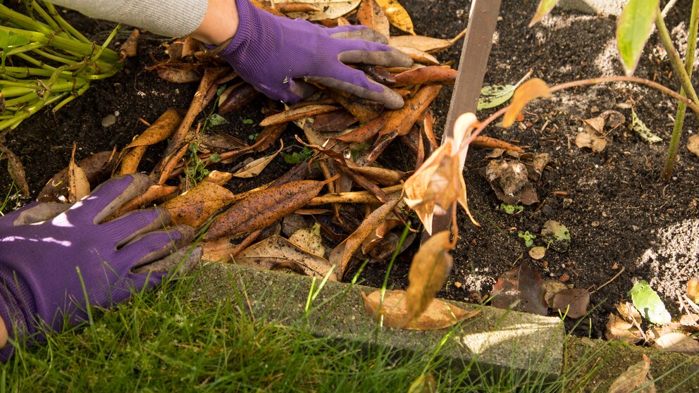 Winterizing the vegetable patch