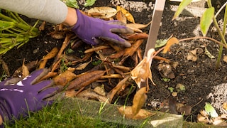 Winterizing the vegetable patch