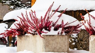 Snow is water, in a different state. So do you still have to water plants when it has snowed?