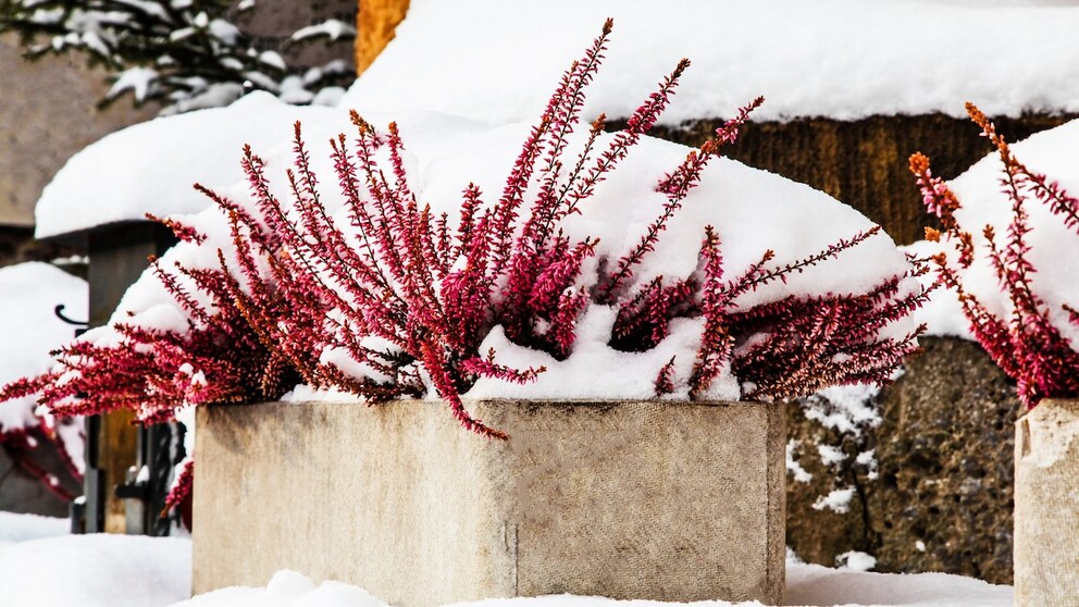 Snow is water, in a different state. So do you still have to water plants when it has snowed?