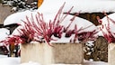 Snow is water, in a different state. So do you still have to water plants when it has snowed?