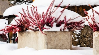 Snow is water, in a different state. So do you still have to water plants when it has snowed?