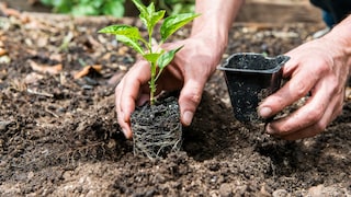 Plant with roots