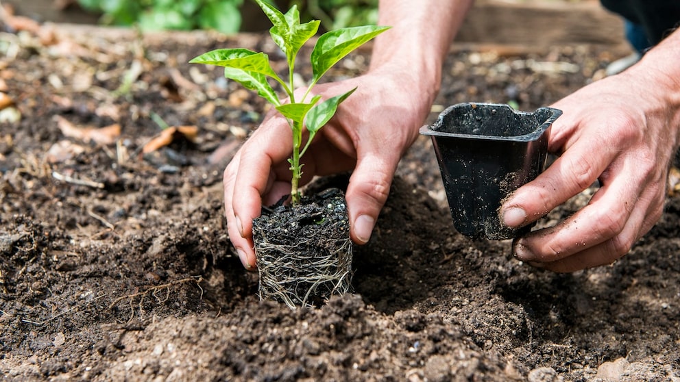 Plant with roots