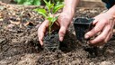 Plant with roots