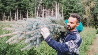 The most popular Christmas trees in Germany are the Nordmann fir and the blue spruce. What are the differences?
