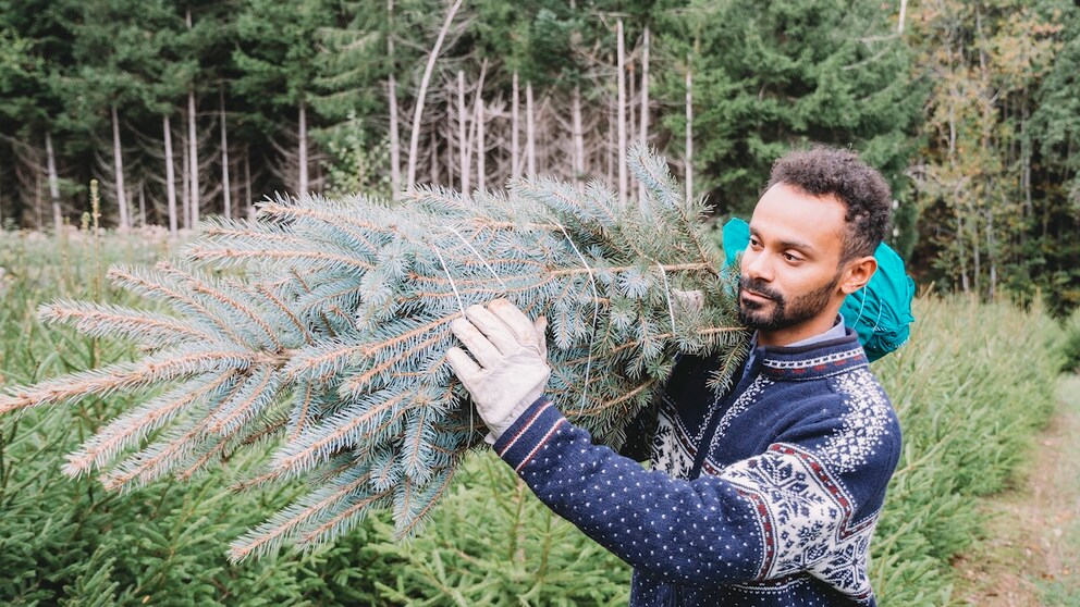 The most popular Christmas trees in Germany are the Nordmann fir and the blue spruce. What are the differences?