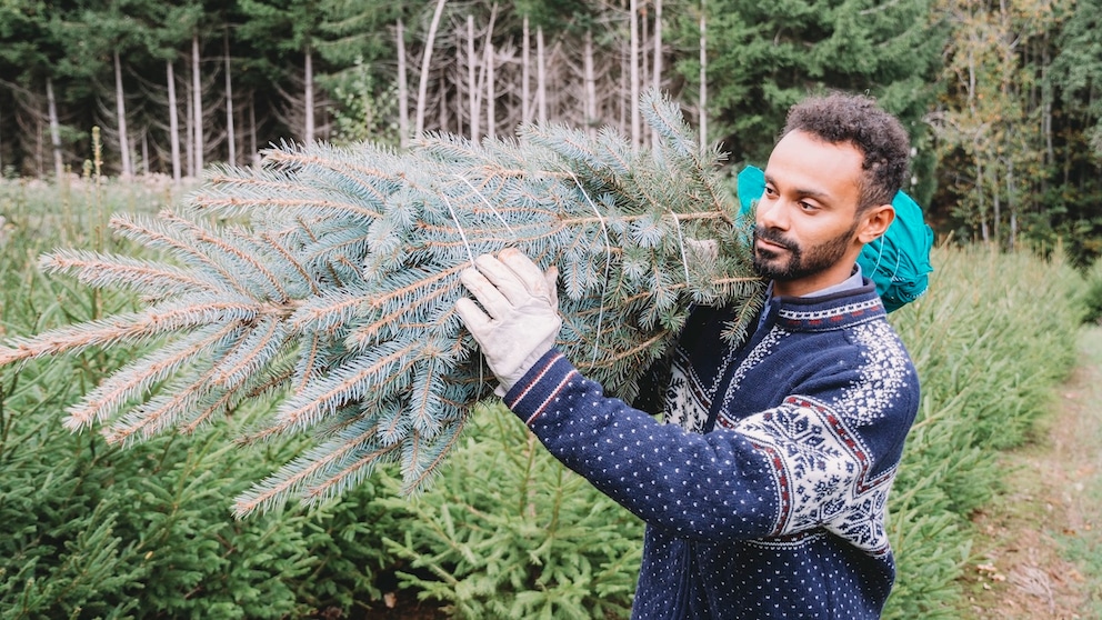 The most popular Christmas trees in Germany are the Nordmann fir and the blue spruce. What are the differences?