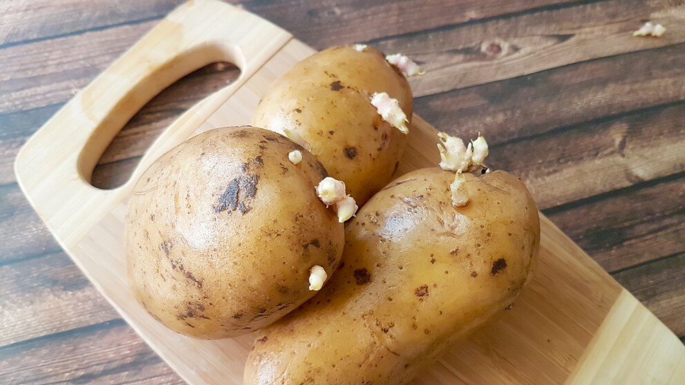 Prevent potato germination