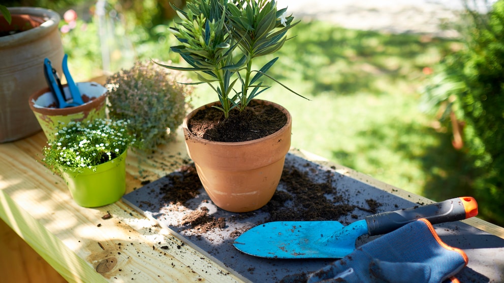 Repotting potted plants