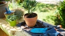 Repotting potted plants