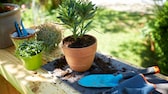 Repotting potted plants