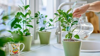 Tap water can be calcareous in places, but is distilled water an alternative for watering houseplants?