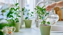 Tap water can be calcareous in places, but is distilled water an alternative for watering houseplants?