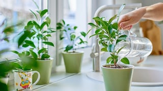 Tap water can be calcareous in places, but is distilled water an alternative for watering houseplants?