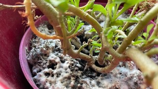 If mold forms in the flower pot, there are certain causes that need to be eliminated