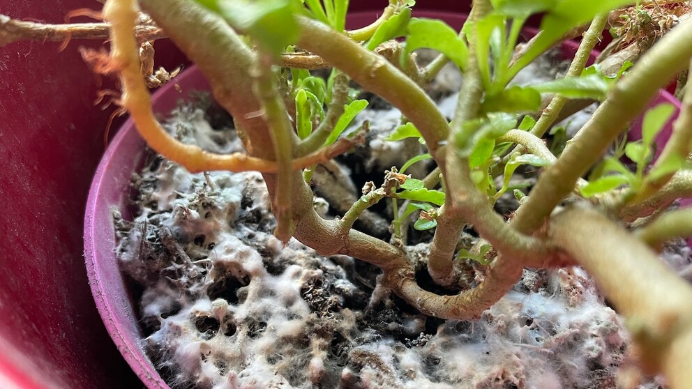 If mold forms in the flower pot, there are certain causes that need to be eliminated