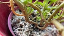 If mold forms in the flower pot, there are certain causes that need to be eliminated