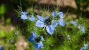 Black cumin