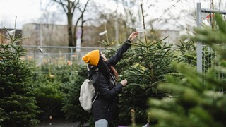 How do I find the right Christmas tree? myHOMEBOOK asked experts for their tips on buying a Christmas tree.