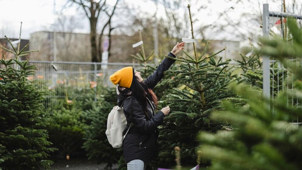 How do I find the right Christmas tree? myHOMEBOOK asked experts for their tips on buying a Christmas tree.