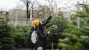 How do I find the right Christmas tree? myHOMEBOOK asked experts for their tips on buying a Christmas tree.