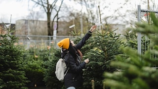 How do I find the right Christmas tree? myHOMEBOOK asked experts for their tips on buying a Christmas tree.